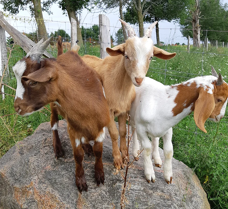 Three goats on a rock