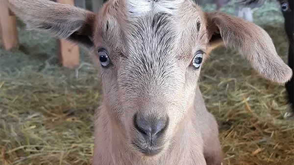 Closeup of baby goats face