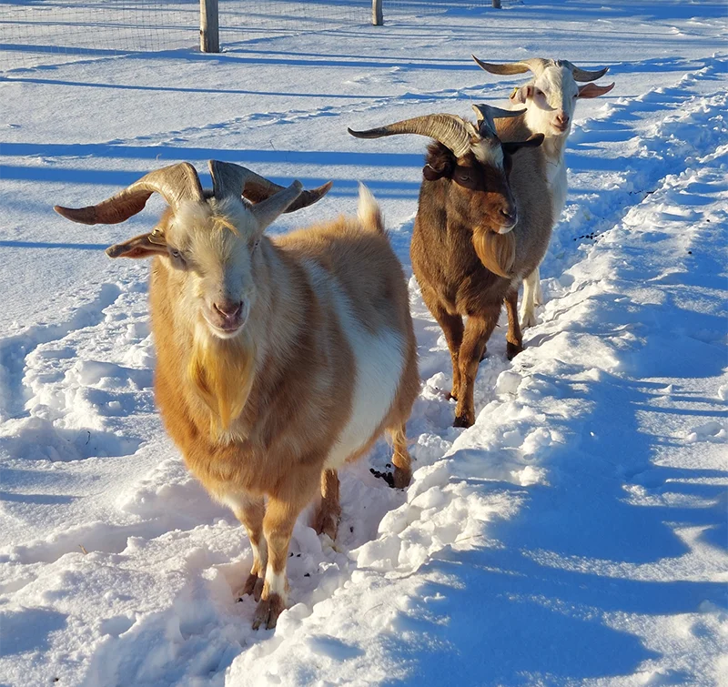 Three goats walking in the snow.