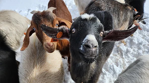 Goats with a tag in its ear