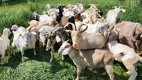 Herd of goats