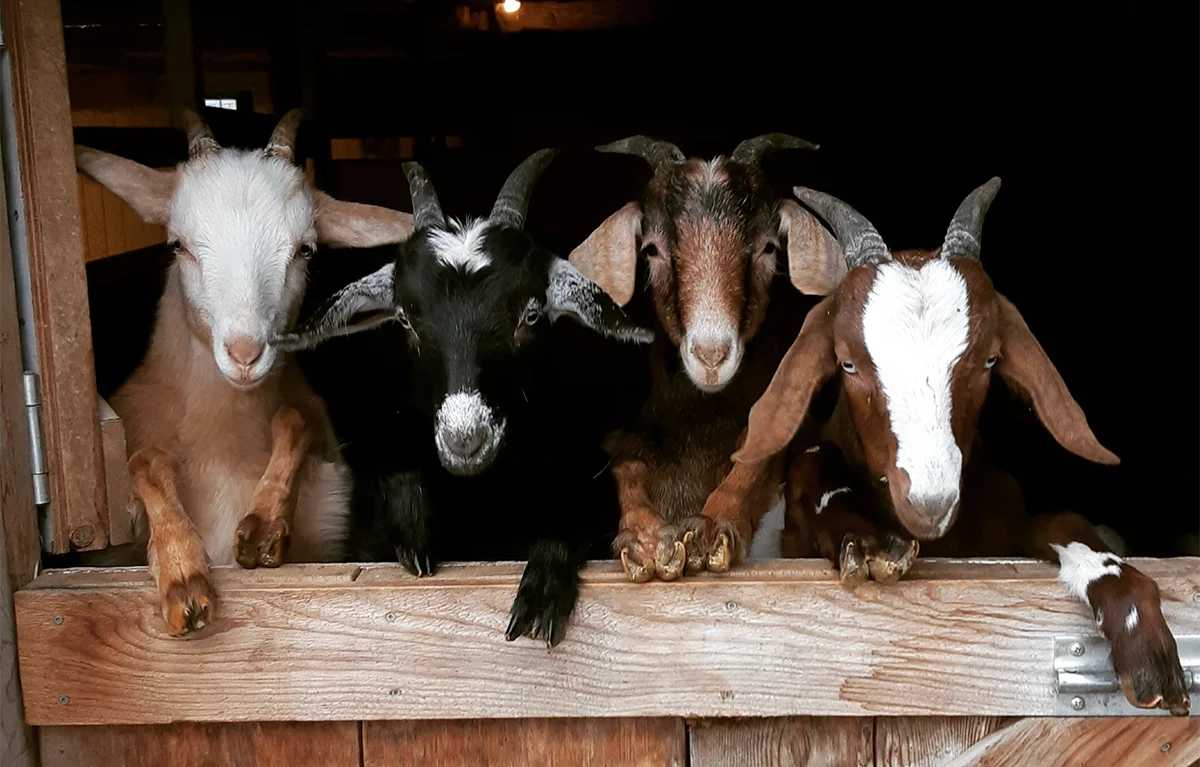 Goats leaning on a fence